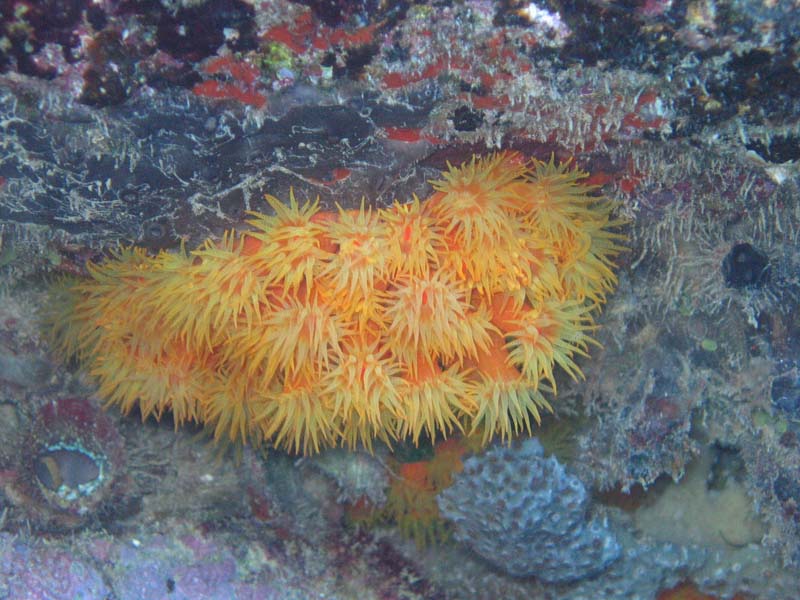 MixedCorals