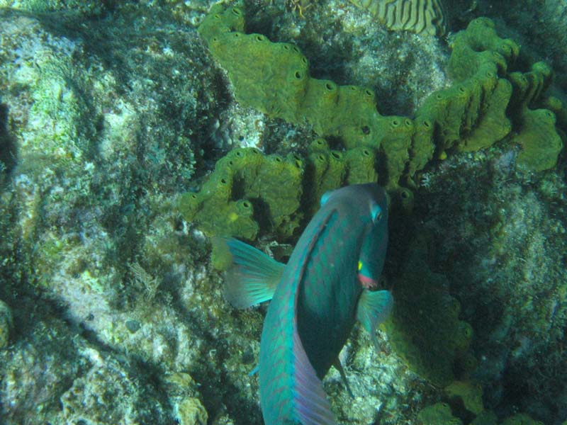 ParrotFish