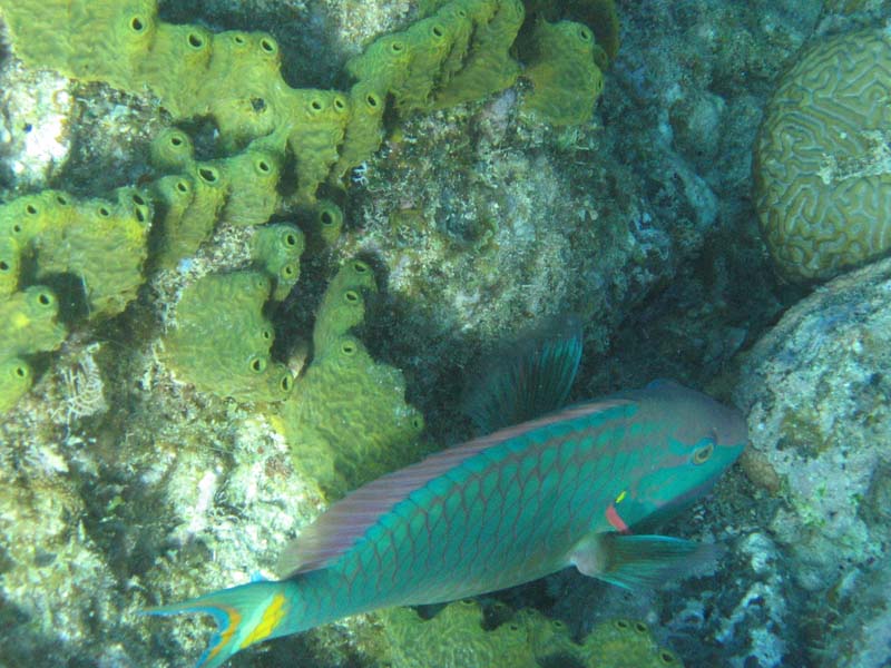 ParrotFish2