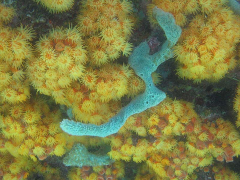 PrettyCorals