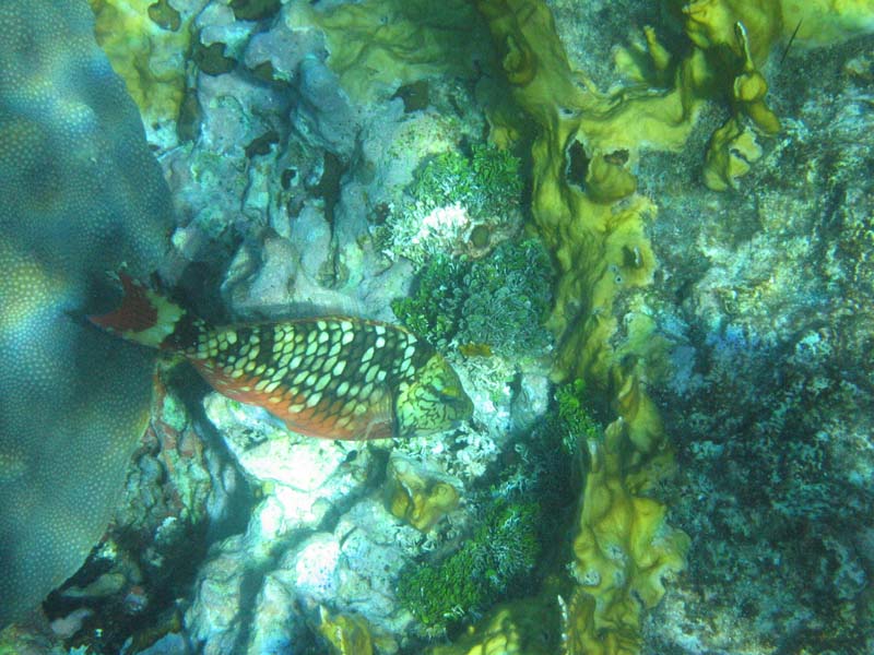 StoplightParrotFish