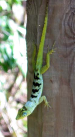 Lizard in Ste. Anne, Martinique