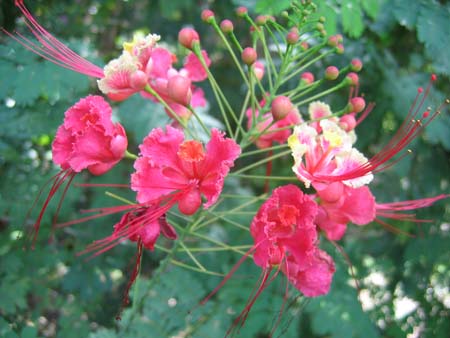 Flowers in Ste. Anne, Martinique