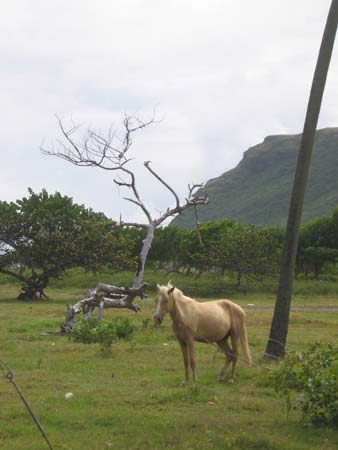 Horses near the Vieux Fort airport