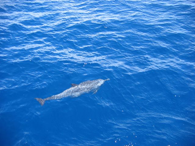 Dolphins in the St. Vincent Channel