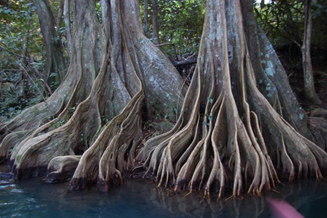Bloodwood Trees on the Indian River, Dominica