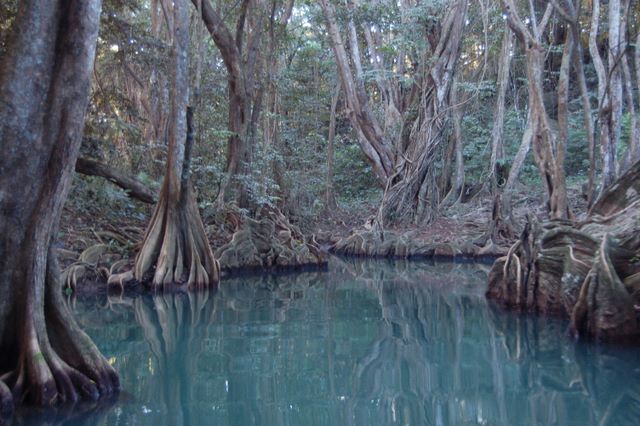 Bloodwood Trees on the Indian River, Dominica