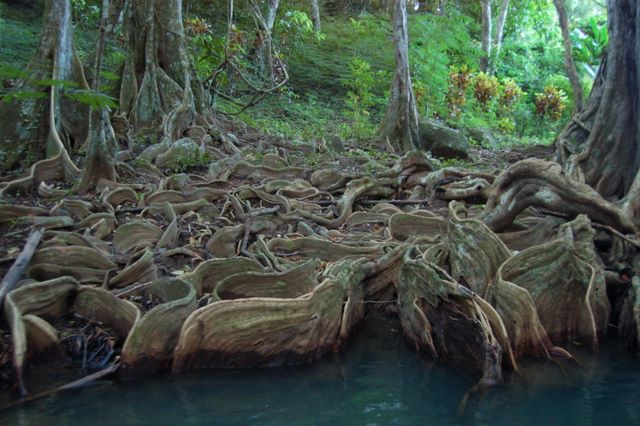 Bloodwood trees on the Indian River, Dominica 