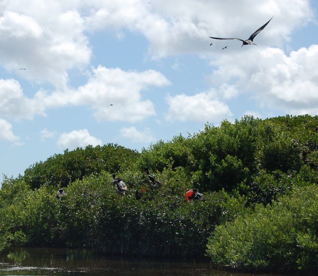 Male Frigate Bird with watching female