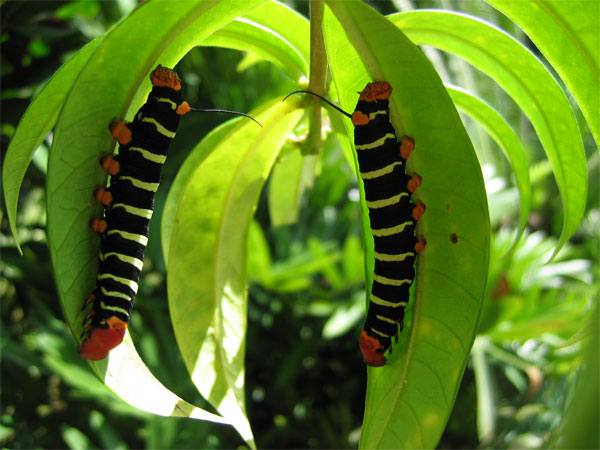 Caterpillars Jardin Balata, Martinique