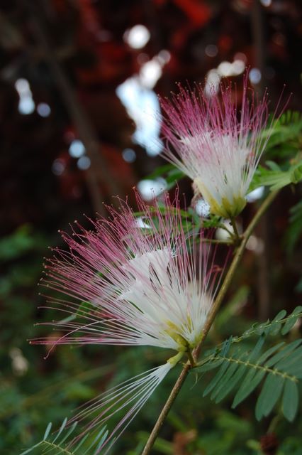 Flower, Martinique