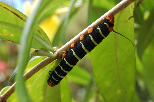 Caterpillar, Jardin Balata, Martinique