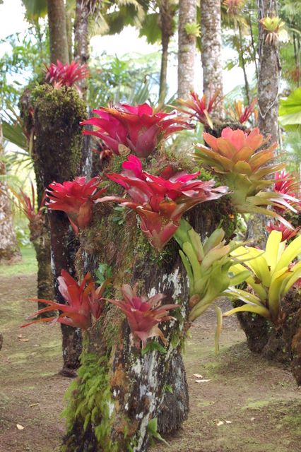 Jardin de Balata, Martinique
