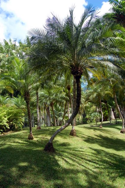 Jardin de Balata, Martinique