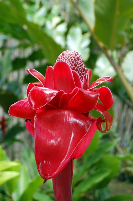 Rose de Porcelaine, Jardin de Balata, Martinique