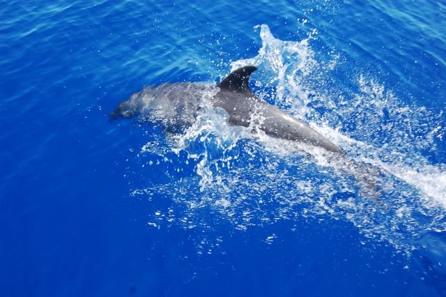 Caribbean Dolphins