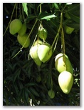Mango on the tree