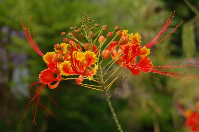 Garden Flower in Home at Spanish Wells, Bahamas