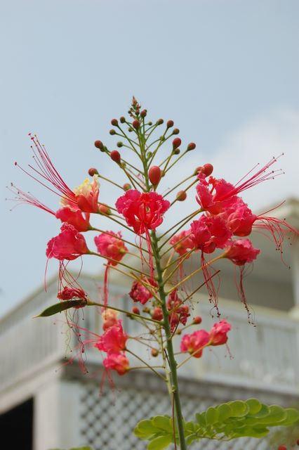 flower in garden at Spanish Wells, Bahamas