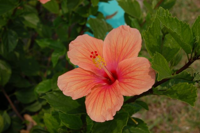 Flower in Garden at Spanish Wells, Bahamas