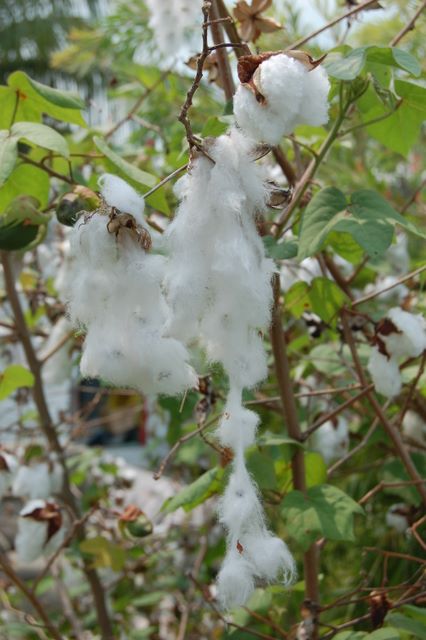 Cotton in Spanish Wells, Bahamas