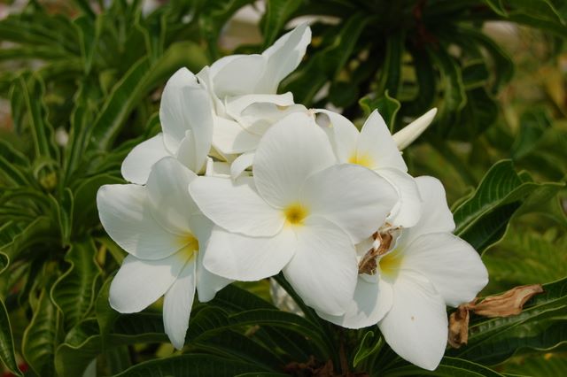 Flower in Spanish Wells, Bahamas