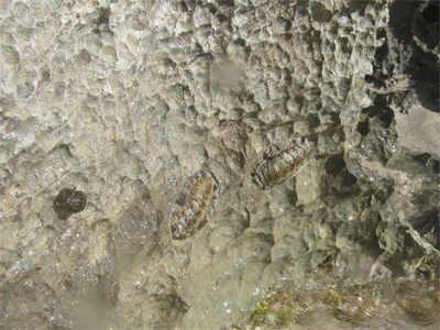 Prehistoric looking critters at Hell's Gate.