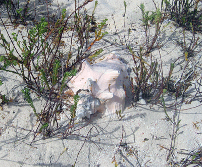sand and conch shell