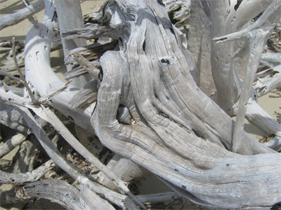 artsy picture of shell and driftwood.