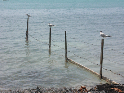 Seagulls on fence post, Anegada BVI