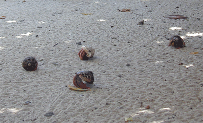 Hermit crabs on Anegada Beach