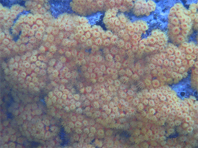 Cup coral, Peter Island, BVI