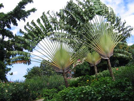 Fan palms in the botanical gardens at Deshais, Guadaloupe