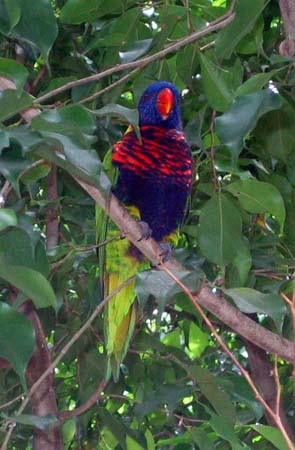 Parrot in Botanical Gardens at Deshais