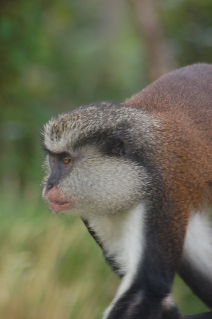 Monkeys on Grenada