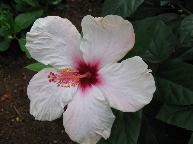 Hibiscus in Botanical Gardens at Deshais, Guadeloupe