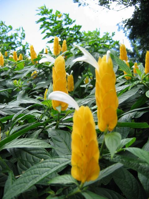 Botanical Garden - Deshais, Guadeloupe