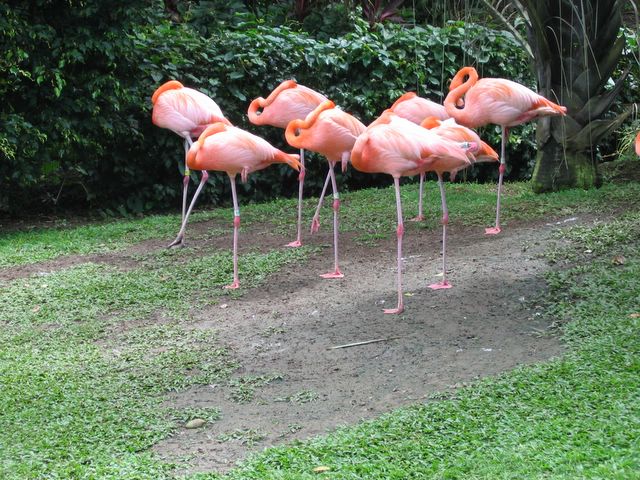 Flamingos, Guadeloupe, FWI 