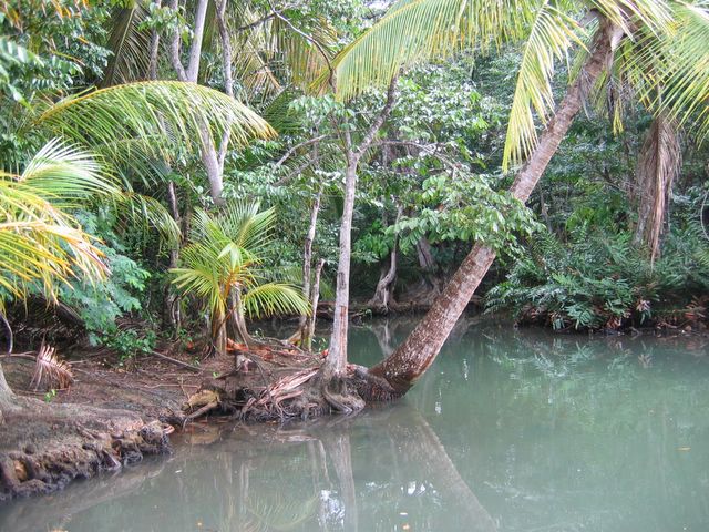 Indian River, Dominica