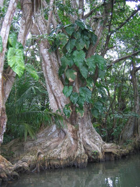 Indian River - Dominica