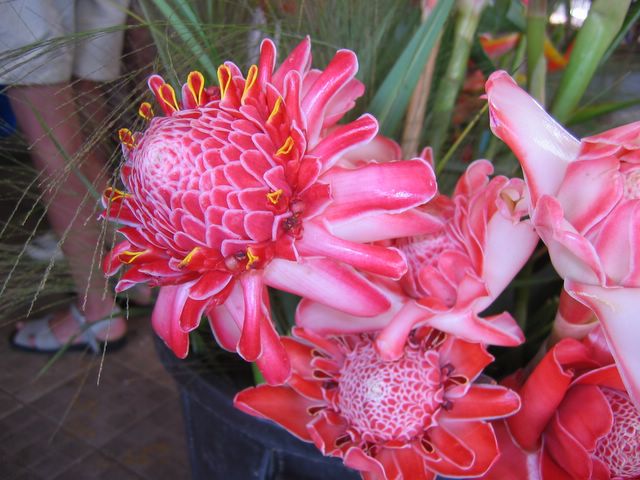 Tropical Flower in Market