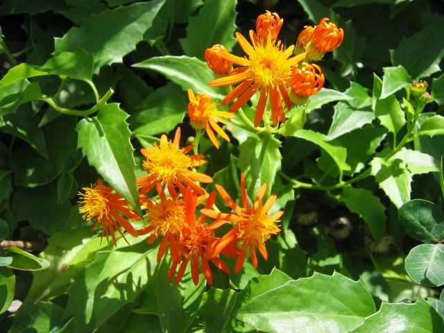 Flowers, Antigua