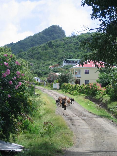 Sheep, Carriacou, Grenada