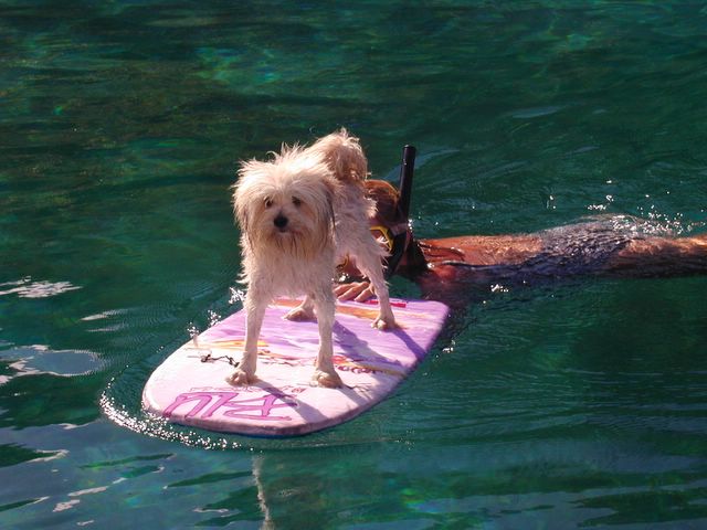 Taking the dog ashore in Little Harbor