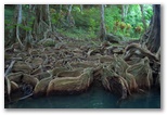 Bloodwood trees on the Indian River, Dominica