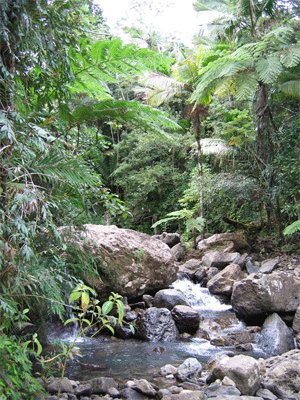 Stream in the rainforest, Puerto Rico
