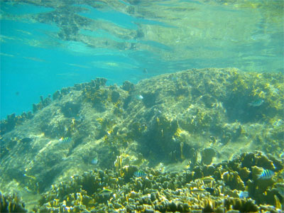 Underwater at Ile Fourchue, St. Barths