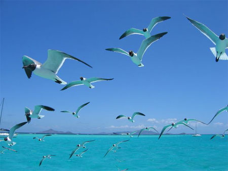 Birds, Tobago Cays, SVG