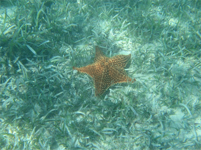 Starfish on the bottom, Vieques, Puerto Rico