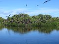 Frigate Bird Colony